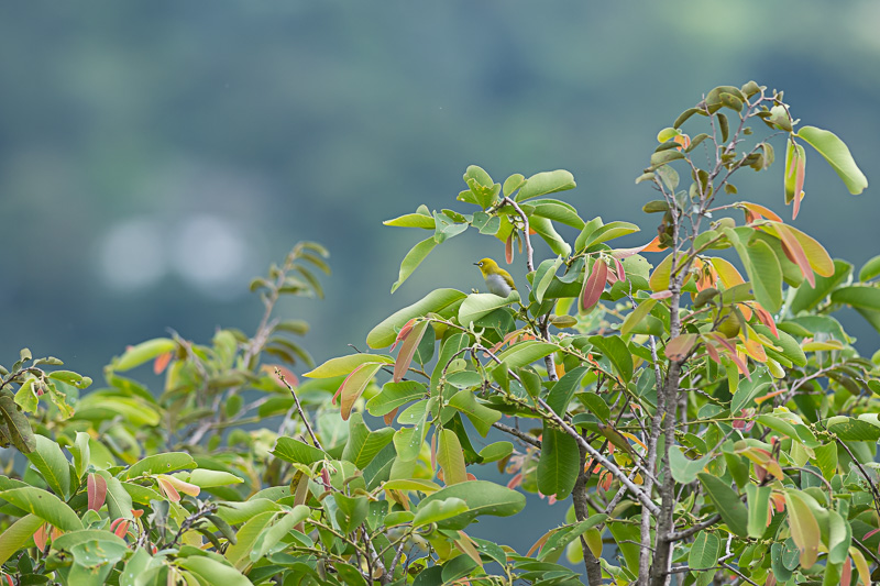 Indische Brilvogel